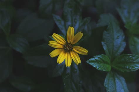 Gambar Alam Mekar Menanam Sinar Matahari Daun Bunga Berkembang