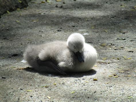 Swan Baby Water - Free photo on Pixabay - Pixabay