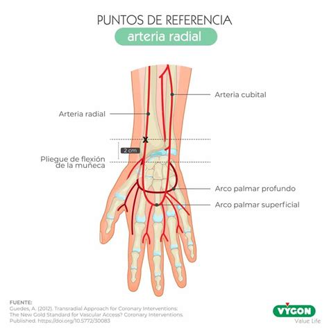 Anatomía relevante para la canalización de la arteria radial y femoral