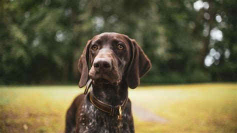 10 Pros And Cons Of Owning A German Shorthaired Pointer🐾🐾🐾 Youtube