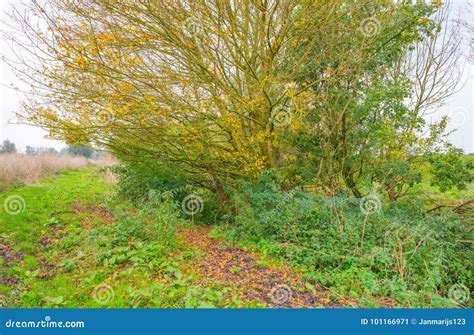 Trees in a Field in Autumn Colors at Fall Stock Image - Image of ...