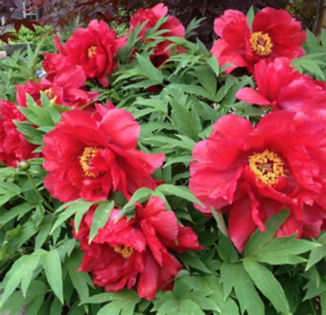 Tree Peony Houki For Spring Halifax Perennials Inc