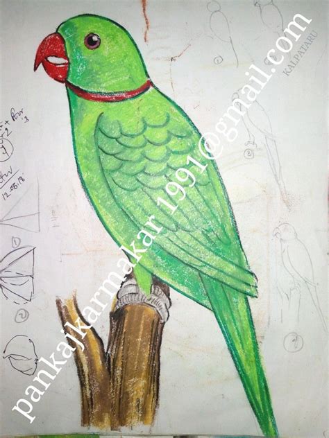 Bird Drawing With Colour Parrot Once you learn how to draw a parrot you ...