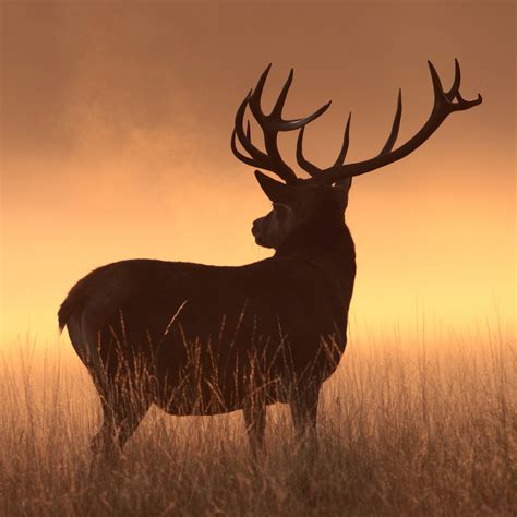 Download Silhouette Stag Deer Animal Pfp