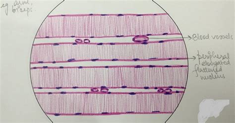 Illustrations: Skeletal Muscle - General Histology