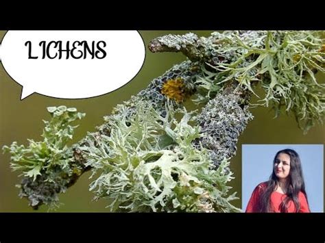 LICHENS And Its Economic Importance Msc YouTube