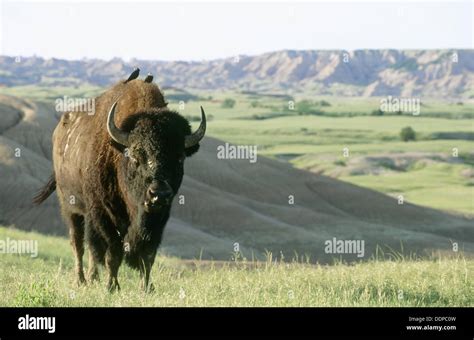 American Bison (Bison bison). Badlands National Park. South Dakota ...