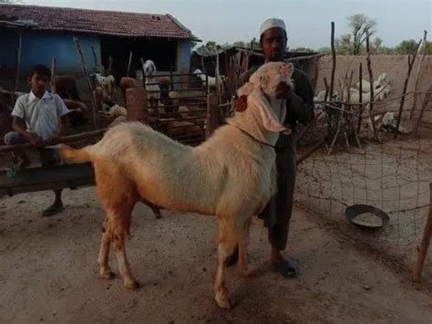 Male Sojat Sirohi Goat Meat At Rs Kg In Sikar Id