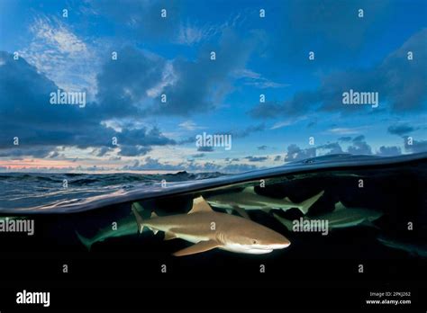 Blacktip Reef Sharks Carcharhinus Melanopterus Stock Photo Alamy