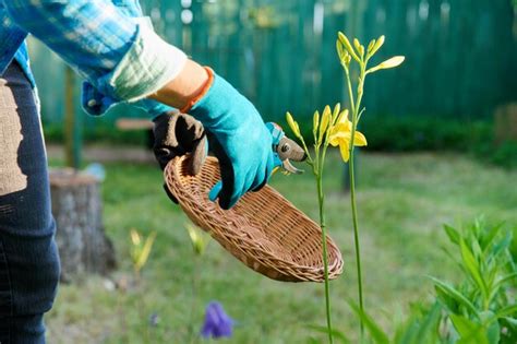 Manos De Jardineros En Guantes De Jardiner A Con Podadora Cuidando