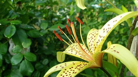 SELVA BAJA Qué es características clima y tipos de vegetación