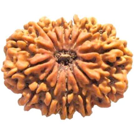 Natural Certified 14 Mukhi Rudraksha Origin Nepal Veraj Gems