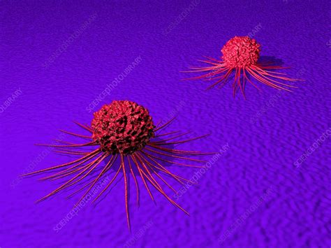 Cancer Cells Illustration Stock Image F020 7667 Science Photo