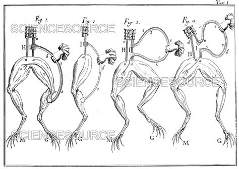 Luigi Galvani Frog Experiments Th C Stock Image Science Source