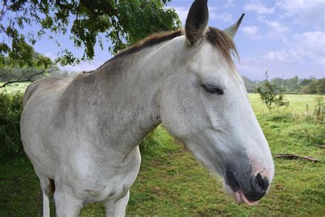 Horse Turning Head Stock Photos Free And Royalty Free Stock Photos From