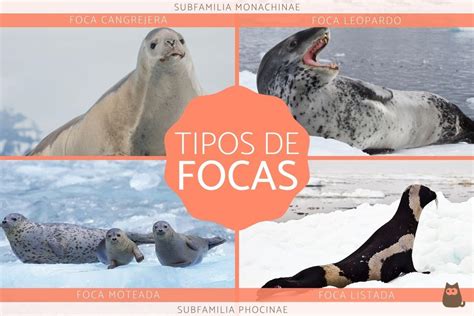 Tipos De FOCAS Lista Completa Con FOTOS