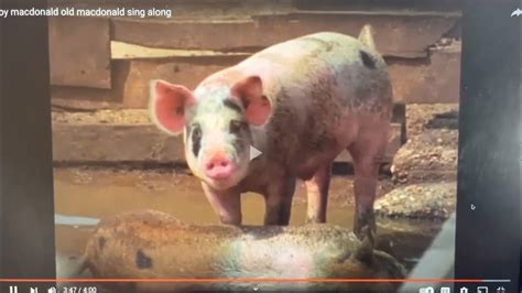 Pig Sounds Youtube