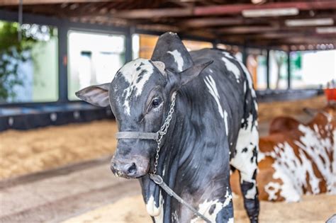 Premium Photo Brazilian Zebu Elite Cattle In A Exhibition Park