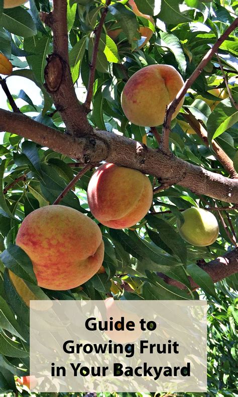 fruit plants  grow   garden fruit plants fruit