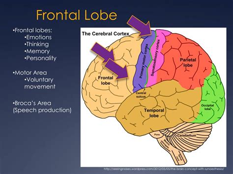 Ppt The Human Brain Powerpoint Presentation Free Download Id 2161843