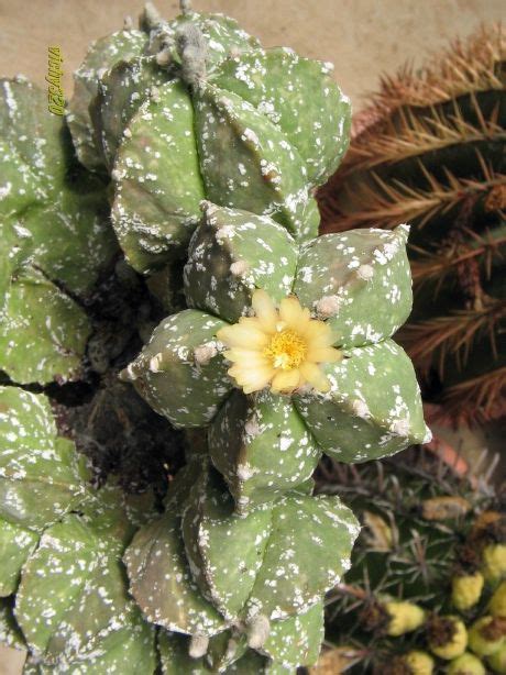 Astrophytum Myriostigma Cv Tukai Foto Scheda 109946 Jardim De