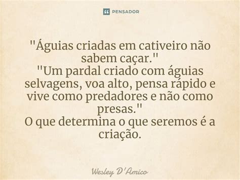 Águias Criadas Em Cativeiro Wesley Damico Pensador