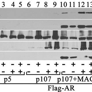 Mage A Interacts With P And Rb But Not P Pcmv Flag