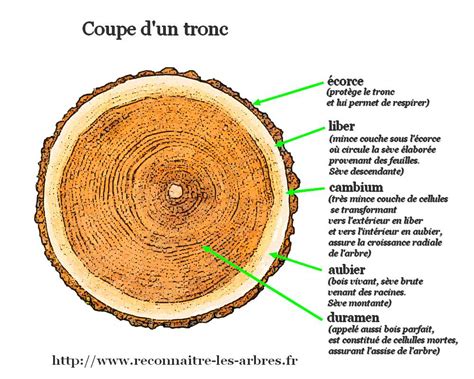 Planche 4 Coupe D Un Tronc D Arbre