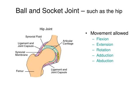 Ball And Socket Joint Diagram