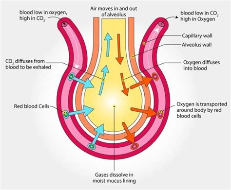 What Are Alveolis Explain With A Diagram