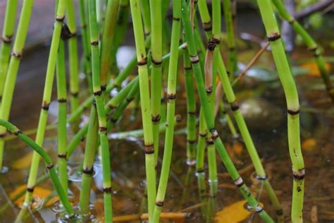 See The Best Tips And Tricks For Watering Bamboo Plants