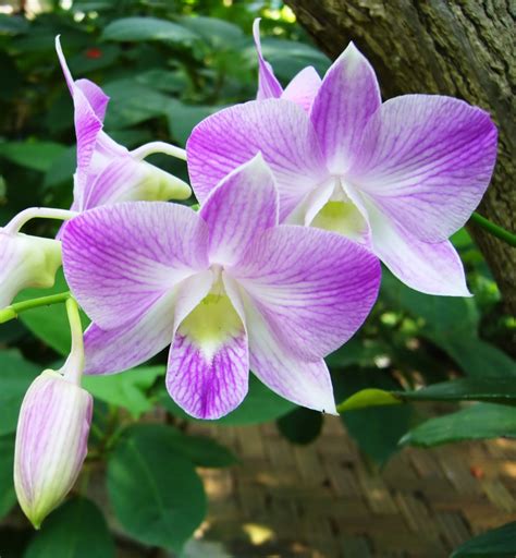 Dendrobium Orchidscountryliving White Dendrobium Orchids Oncidium