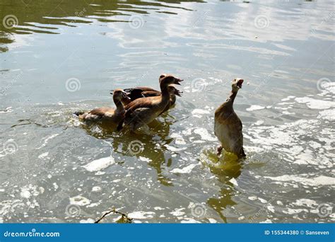 Feeding a Swimming Duck Family on a Pond in Europe Stock Photo - Image ...