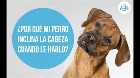 Por qué mi perro inclina la cabeza cuando le hablo YouTube