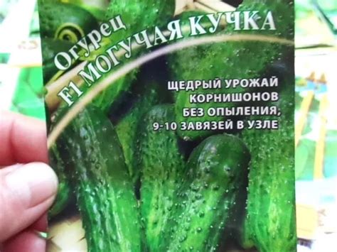 Самоопыляемые сорта семян огурцов для теплиц и открытого грунта