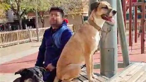 Dos Perros Matan A Un Yorkshire Y A Un Chihuahua En Un Parque En Nou Barris