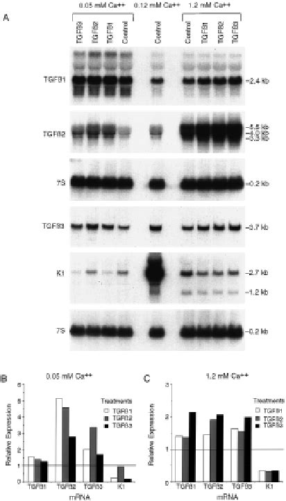 Effect Of Tgf Treatments On Tgf And K Mrna Expression In Primary