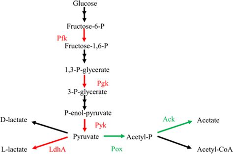 Overview Of The Metabolic Pathway Of Lactate And Acetate Production In Download Scientific