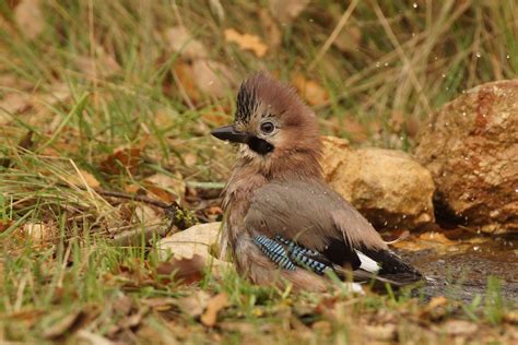 Pasi N Por Las Aves Arrendajo N Garrulus Glandarius