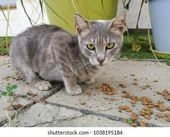 372 Cat Eating Dry Food Green Grass Royalty-Free Photos and Stock ...