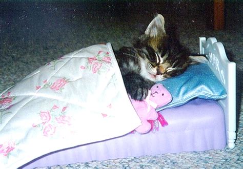 sleeping cats :) - Cute Kittens Photo (9986099) - Fanpop