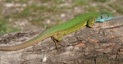 Zelembać Je Naš Prekrasni Mali Reptil