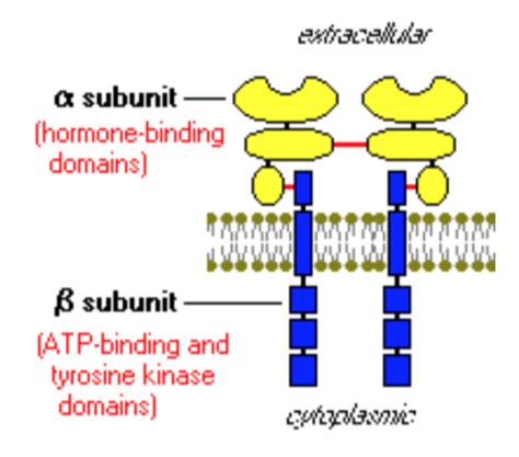 Chapter 14 Part 2 Signal Transduction Pathway Flashcards Quizlet