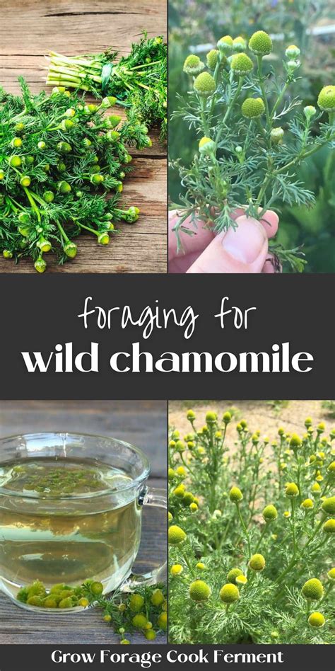 Foraging For Wild Chamomile Wild Chamomile Tea Recipe Learn All