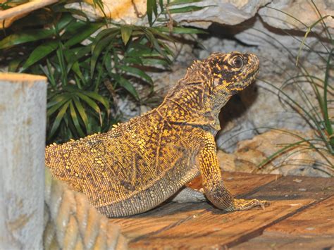 The Online Zoo Philippine Sailfin Lizard