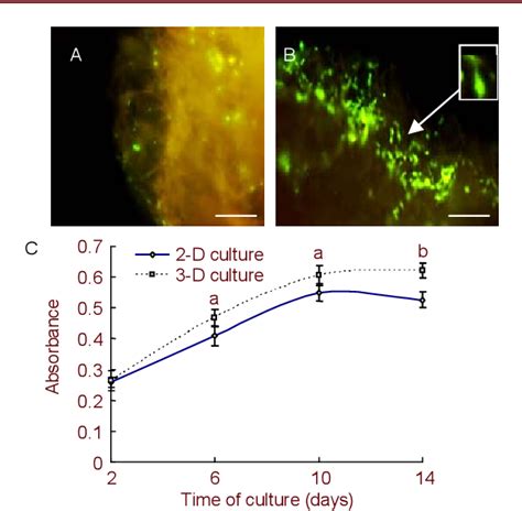 Figure From Morphological Properties And Proliferation Analysis Of