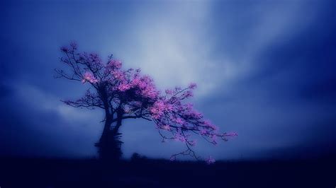 HD wallpaper: blue, dark, sky, trees, plant, beauty in nature, cloud ...