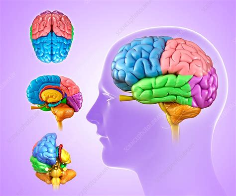 Human Brain Anatomy Illustration Stock Image F Science