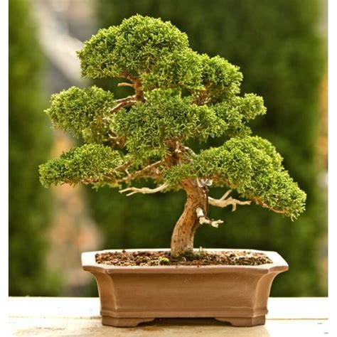 Jual Bonsai Cemara Sinensis Juniperus Chinensis Cantik Siap Pajang