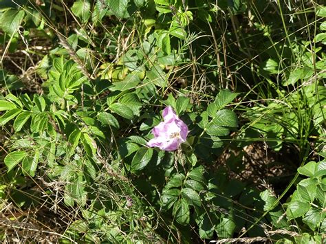 Wildrose Rosa Rugosa Kartoffel Rose Rosa Rugosa C Ther